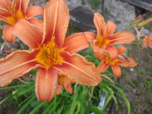 IMG_20260710_193816.jpg