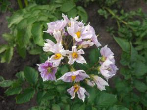 IMG_20260710_193924.jpg