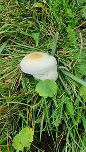 20260823_092850.thumb.jpg.e16fc43b28fe7d48b03277fa89ffb782.jpg