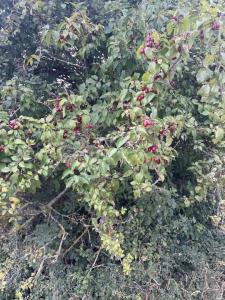 IMG_1001.jpeg