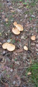 IMG_20260815_151500.thumb.jpg.6ee8006e8de3de6ac1cdbd43b7449214.jpg