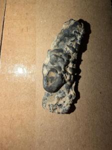 IMG_3395.jpeg