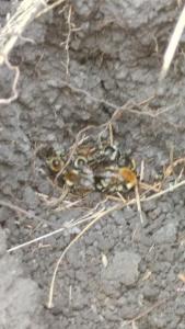 IMG-20260906-WA0042.jpeg