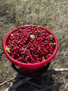 IMG_1100.jpeg