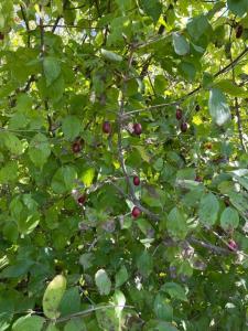 IMG_1101.jpeg