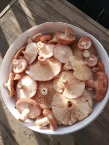 IMG_20260905_090126_757.thumb.jpg.a164b1799f2c96ea3070a9e2b7bc320c.jpg