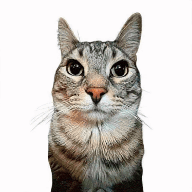 smoke.thumb.gif.5f80ea7bb8dc9f87db7eb0257b63c776.gif